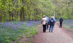 Woodland
